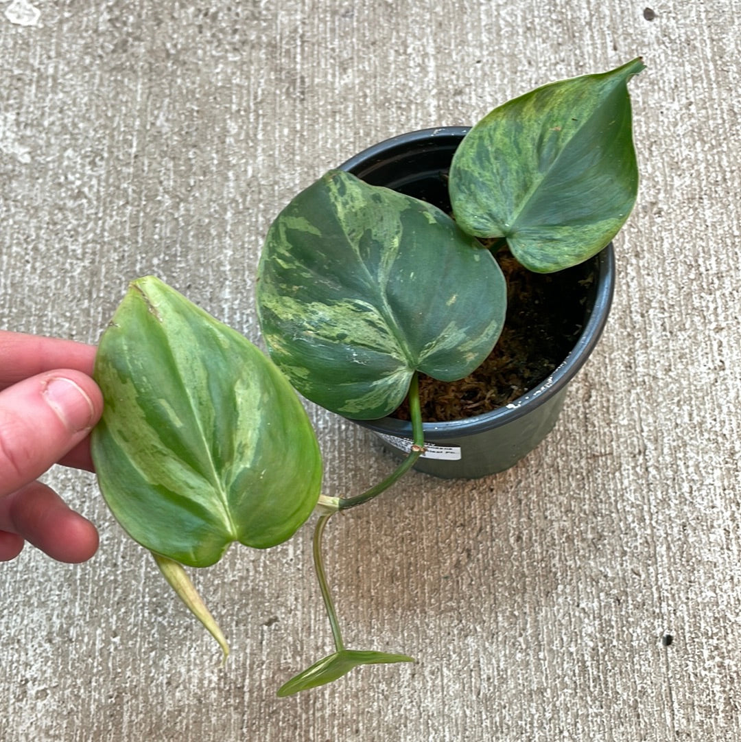 philodendron hederaceum oxycardium variegated Philodendron Heartleaf Variegated - Grower's Choice - 4" Pot