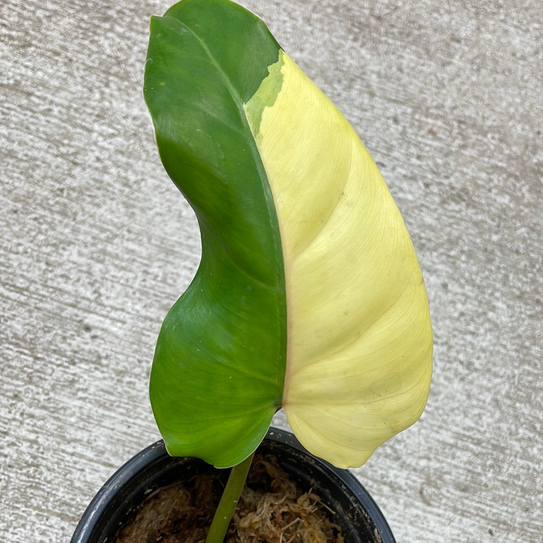 Philodendron domesticum variegata cup – Kent East Hill Nursery