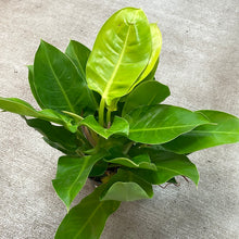 Load image into Gallery viewer, Philodendron 'Moonlight' 6"