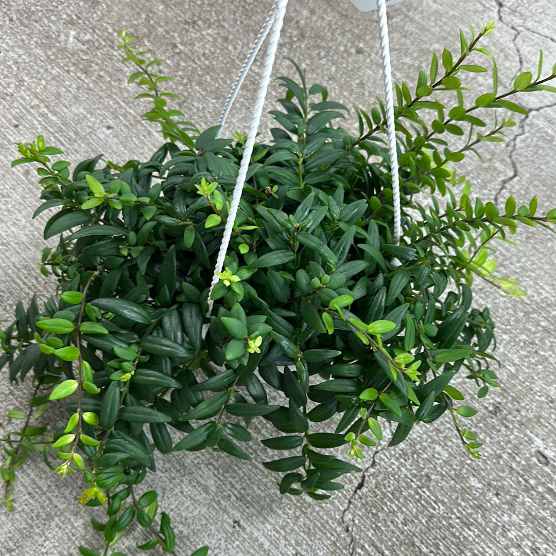 lipstick jade plant Aeschynanthus Japhrolepis 6