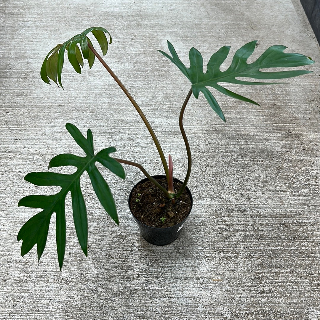 Philodendron Mayoi 4