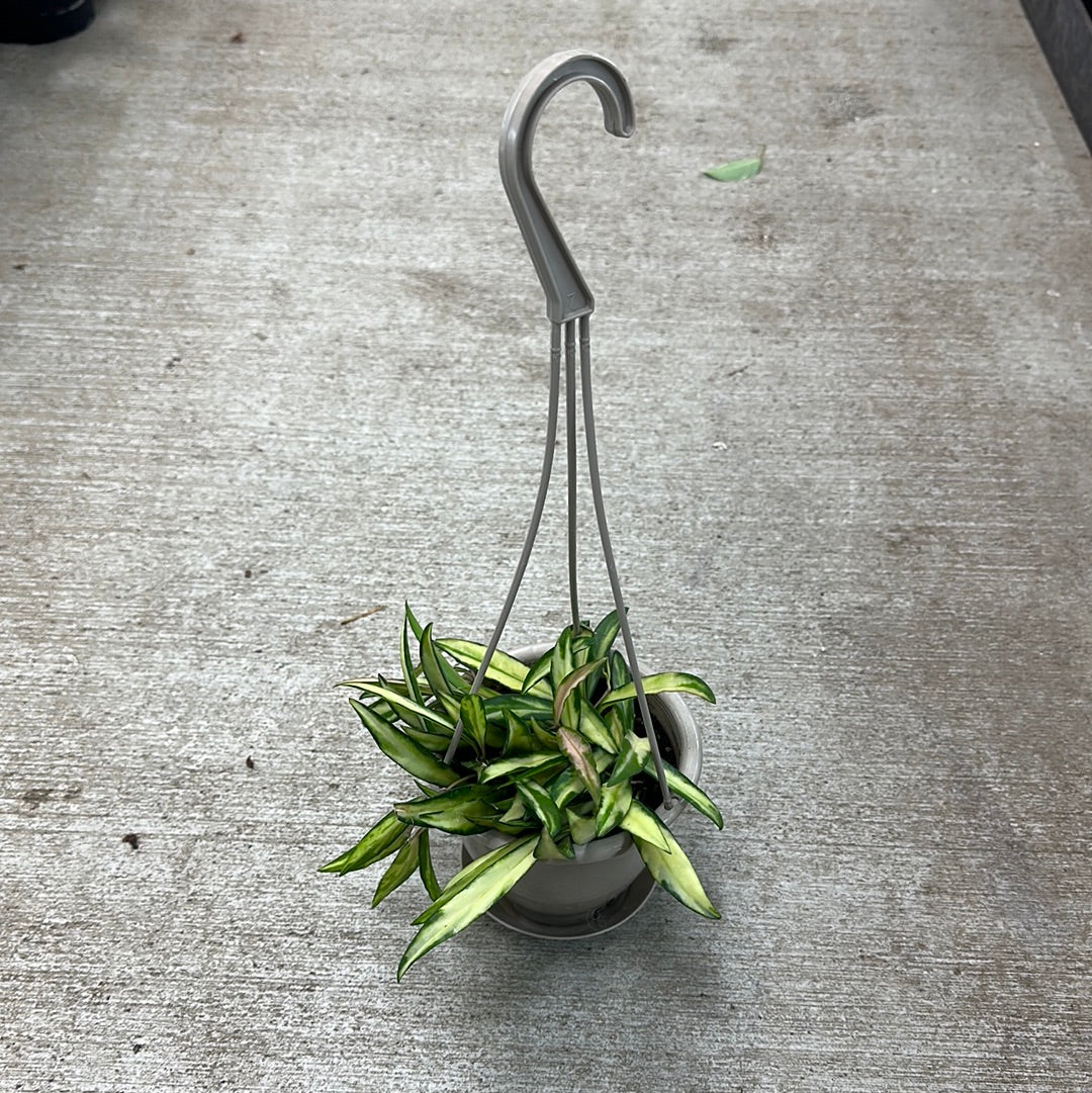 hoya plant hanging basket Hoya sp. Premium Variegated Wayetii 4.5"