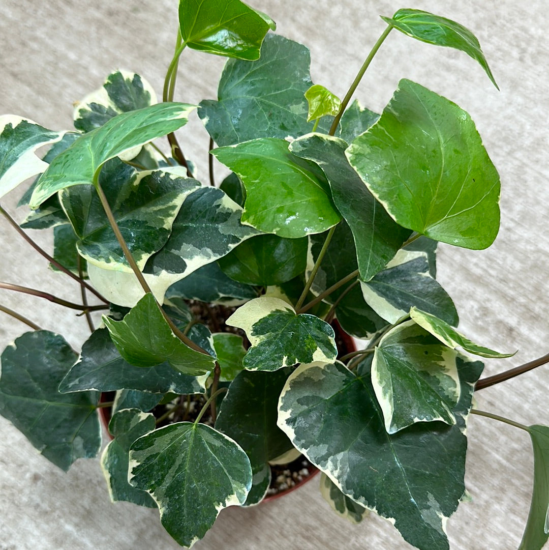 Hedera sp. 'Marengo' 6