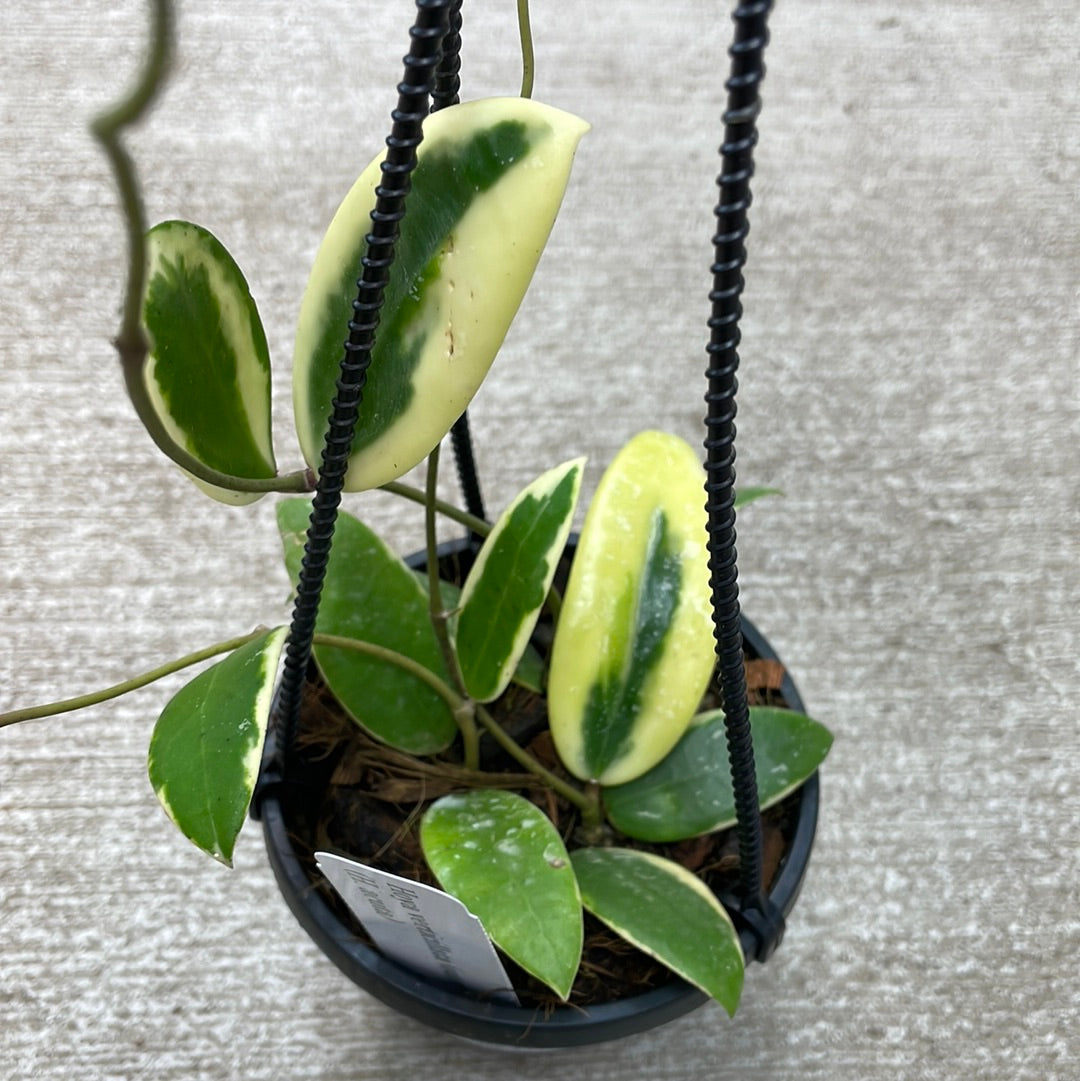 Hoya verticillata albomarginata 3
