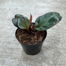 Load image into Gallery viewer, Philodendron 'Red Heart' 4"