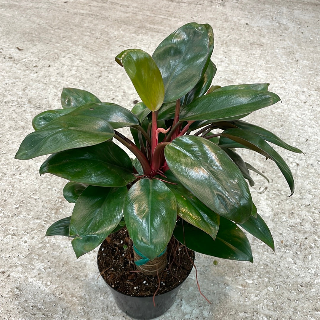 dwarf red stem philodendron Philodendron 'Red Congo' Dwarf 6