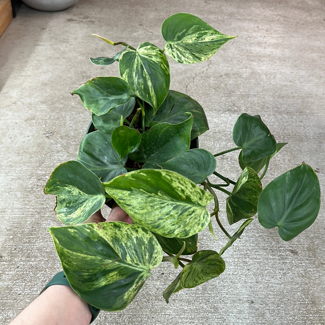 philodendron seramis Philodendron verrucosum x sodiroi (Majestic)