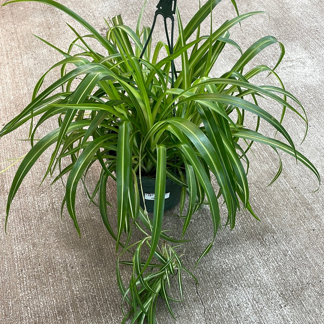 chlorophytum bouture Chlorophytum sp. 8"HB