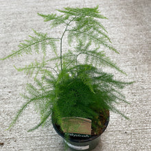 Load image into Gallery viewer, Asparagus setaceus 4&quot; - Plumosa Fern