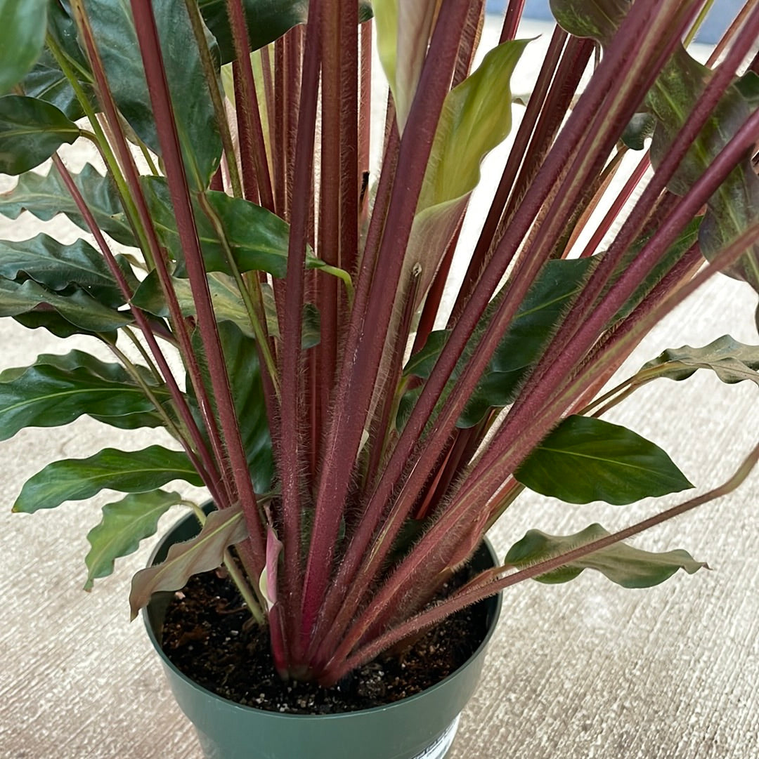 Calathea Rufibarba XL 6