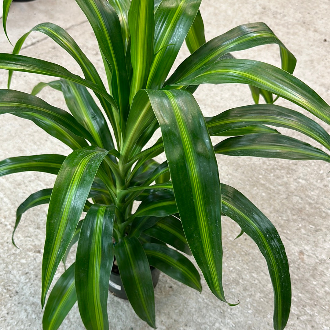 Dracaena Hawaiian Sunshine 6