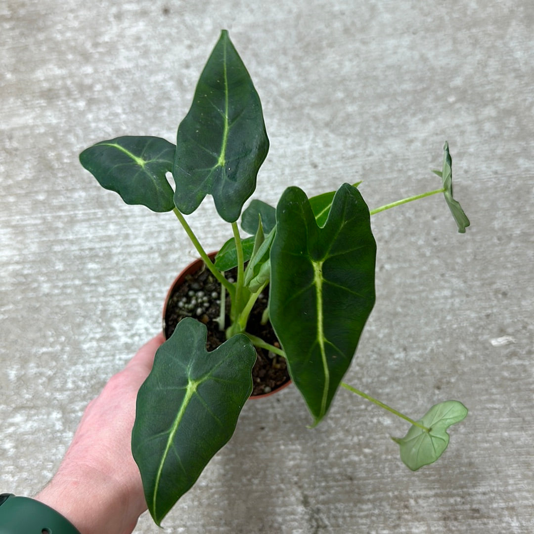 velvet elvis house plant Alocasia Velvet Elvis 4