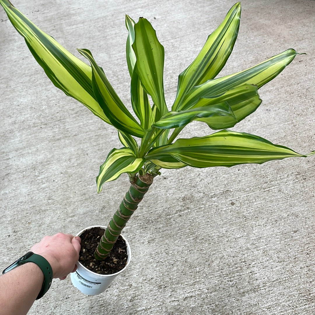 Dracaena Cane 'Sol' 4