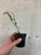 Load image into Gallery viewer, Hoya amicabilis 2"