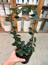 Load image into Gallery viewer, Hoya Mathilde 4" Trellis