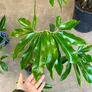 philodendron goldie Philodendron Goeldii 10" – Kent East Hill Nursery