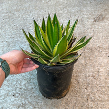 Load image into Gallery viewer, Agave Quadricolor #1