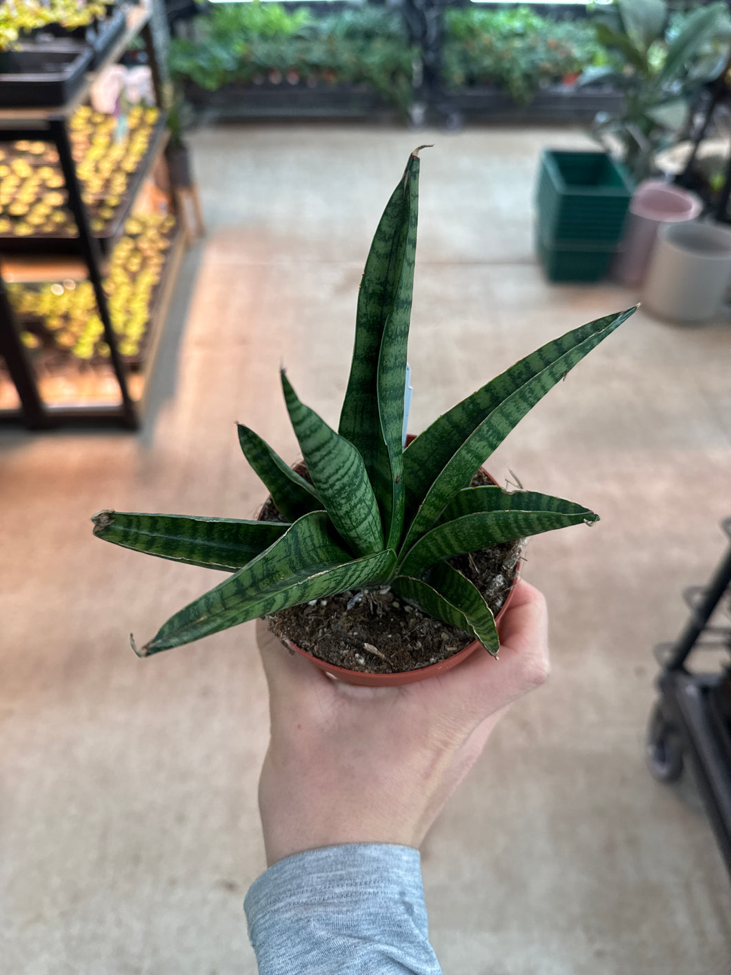 sansevieria downsii Sansevieria Gojo 4"