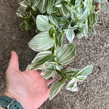 Load image into Gallery viewer, Tradescantia &#39;Pistachio White&#39; - 6&quot; HB