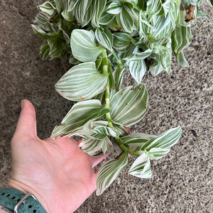 Tradescantia 'Pistachio White' - 6" HB
