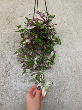 Load image into Gallery viewer, Tradescantia tricolor Pink Princess 4" HB - Inch Plant