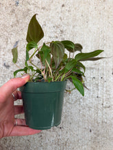 Load image into Gallery viewer, Philodendron Micans 4"