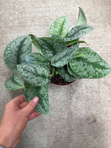 Scindapsus Exotica 6" - Satin Pothos