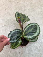 Load image into Gallery viewer, Calathea Shine Star 4&quot;