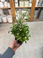 Load image into Gallery viewer, Alternanthera ficoidea 'Krinkle Red' 4"