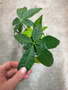Pachira Aquatica 4" - Money Tree