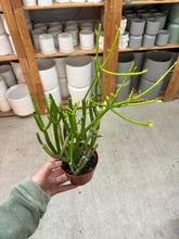 Load image into Gallery viewer, Euphorbia tirucalli 'Sticks on Fire' 4"