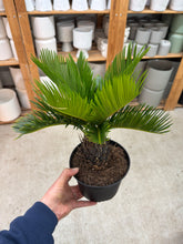 Load image into Gallery viewer, Cycas Revoluta 6" - Sago Palm