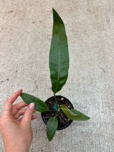 Load image into Gallery viewer, Anthurium sp. Morona 4&quot;