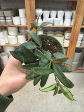 Load image into Gallery viewer, Hoya Rosita 4"
