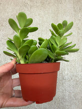 Load image into Gallery viewer, Senecio Jacobsenii 4" - Trailing Jade Plant