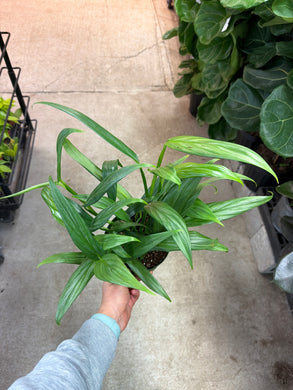 Epipremnum 'Amplissimum Silver' 6