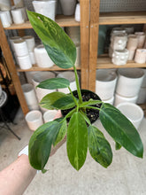 Load image into Gallery viewer, Philodendron Jose Buono 4"