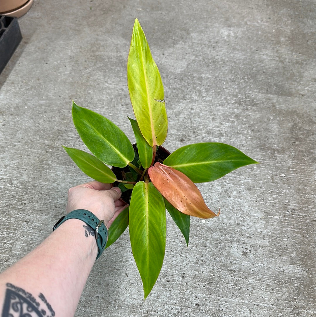 philodendron tangerine care Philodendron Tangerine 4"