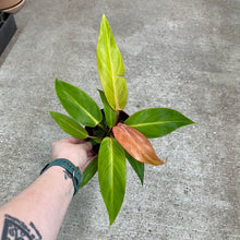 Load image into Gallery viewer, Philodendron Tangerine 4&quot;