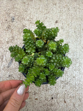 Load image into Gallery viewer, Cremnosedum 'Little Gem' 4"