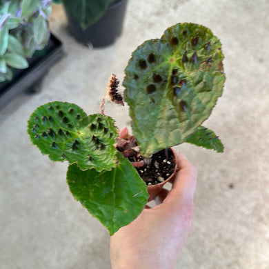 Begonia Ferox 2