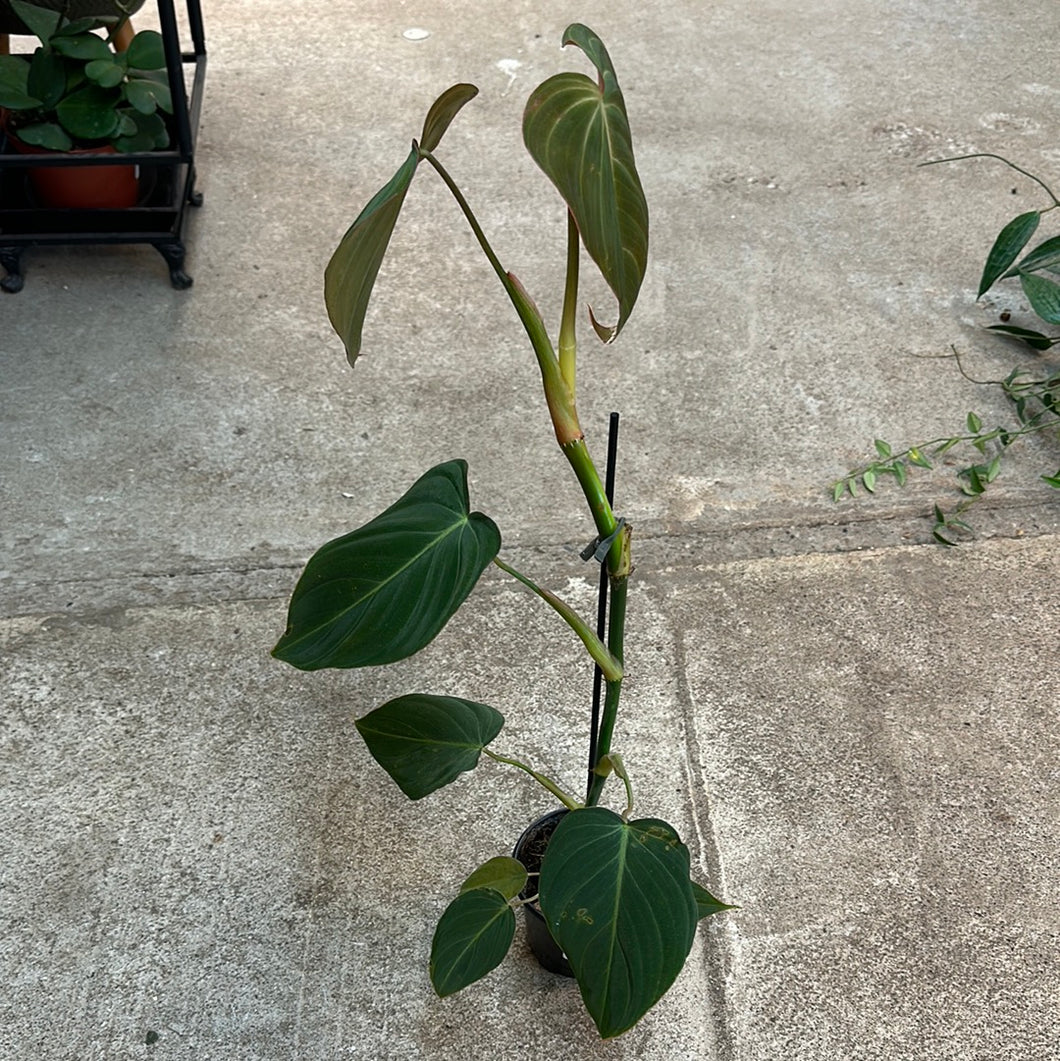 Philodendron 'Glorious' 4
