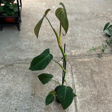 Load image into Gallery viewer, Philodendron &#39;Glorious&#39; 4&quot;