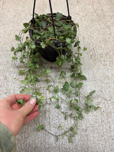 Load image into Gallery viewer, Ceropegia woodii 'String of Arrows' 6"