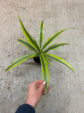 Load image into Gallery viewer, Dracaena 'Lemon Lime' 4"