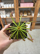 Load image into Gallery viewer, Drosera capensis 'Pink Flower' 2"