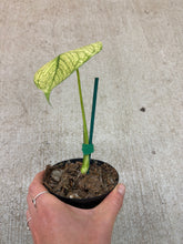 Load image into Gallery viewer, Monstera White Monster 4&quot;