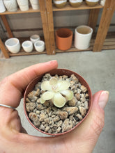 Load image into Gallery viewer, Pinguicula esseriana Buena Vista 2" - Butterwort