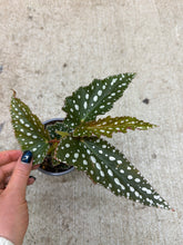 Load image into Gallery viewer, Begonia maculata 4''