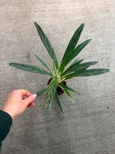 Load image into Gallery viewer, Aglaonema Bamboo 4&quot; - Chinese Evergreen